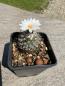 Preview: Turbinicarpus spec.